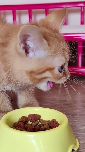 Дайте ему спокойно поесть. Котенок.