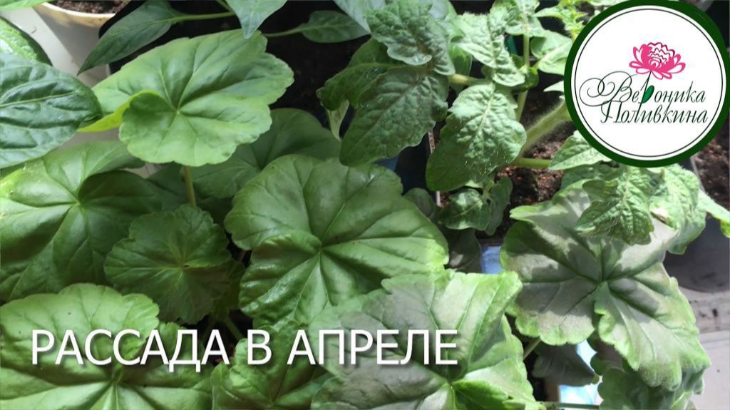 РАССАДА В АПРЕЛЕ