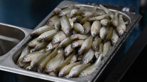 Золотая рыбка: почему корюшка в Петербурге с каждым годом становится все дороже