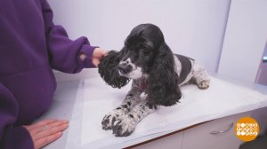 Весенние процедуры для собаки. Доброе утро. Фрагмент выпуска от 16.04.2026