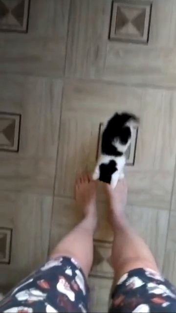 Роки снова просит кушать