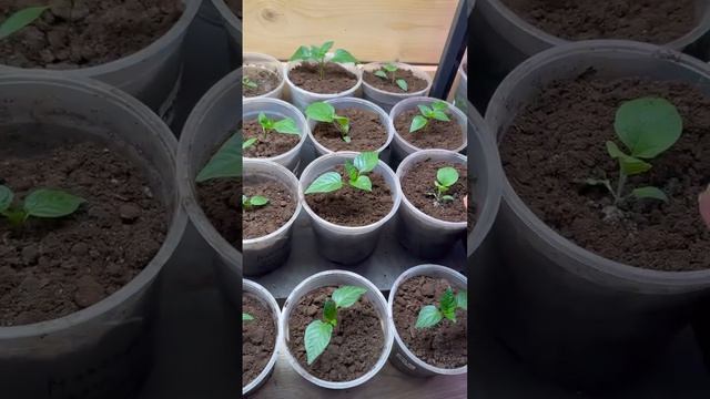 Каждый день рассказываю, что делаю со своими растюшками🍀