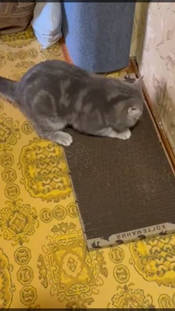 Коту очень понравилась супер-когтеточка!❤️