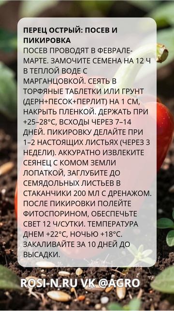Перец острый: посев и пикировка