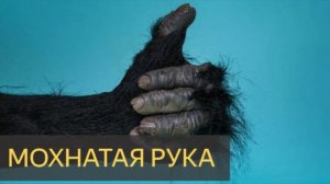 Мознатая рука (Мистическая история, Ставропольский край, станица, деревня)