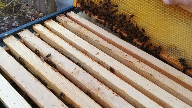 16.04.26. Пасека, весы, первый привес!!!