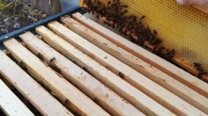 16.04.26. Пасека, весы, первый привес!!!