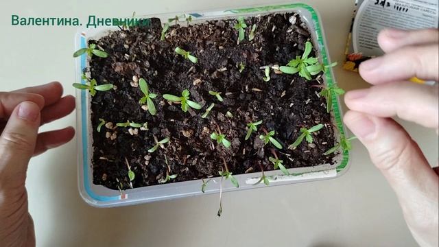 Один из способов посева баратцев.