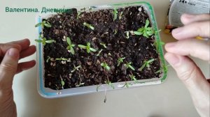 Один из способов посева баратцев.