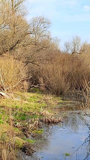 поют, ещё стесняясь