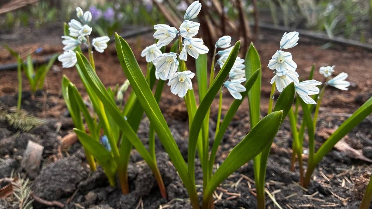 ОльгаРа Матушка Земля