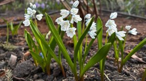 ОльгаРа "Матушка Земля"