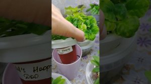 Фиалки у Алисы