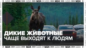 Дикие животные стали чаще выходить на улицы с приходом весны - Москва 24