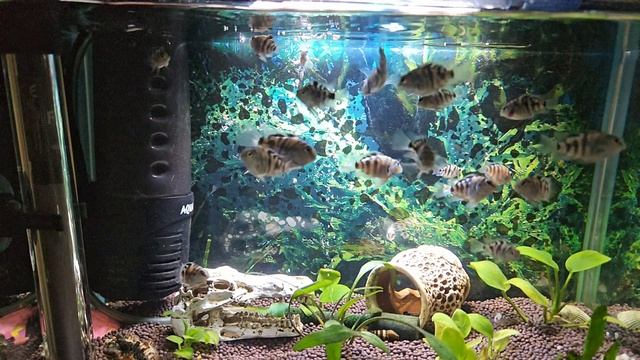 Аквариумные Рыбки Панда