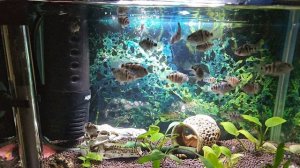 Аквариумные Рыбки Панда