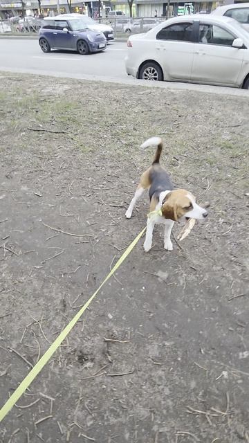 Прогулка с собакой чек