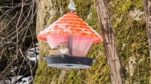 БЕЛОКУРИХА. БУРУНДУКИ