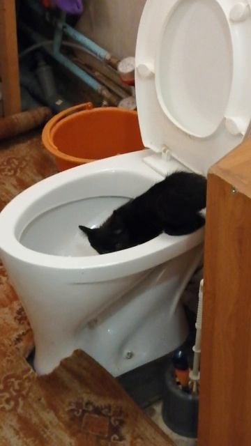 любопытство