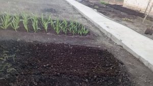 Купили перегной для огорода/готовим парник