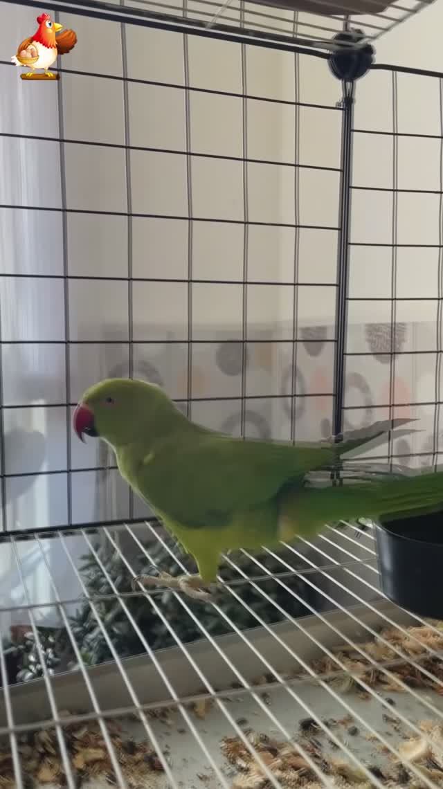 Зеленый попугай и белый голубь 5