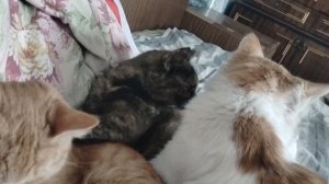 К хорошему массажисту всегда очередь