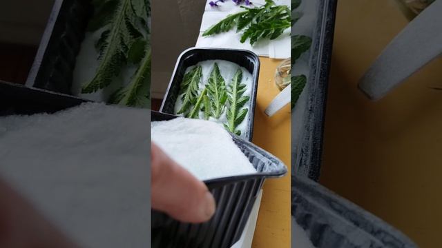 Сушка природного материала