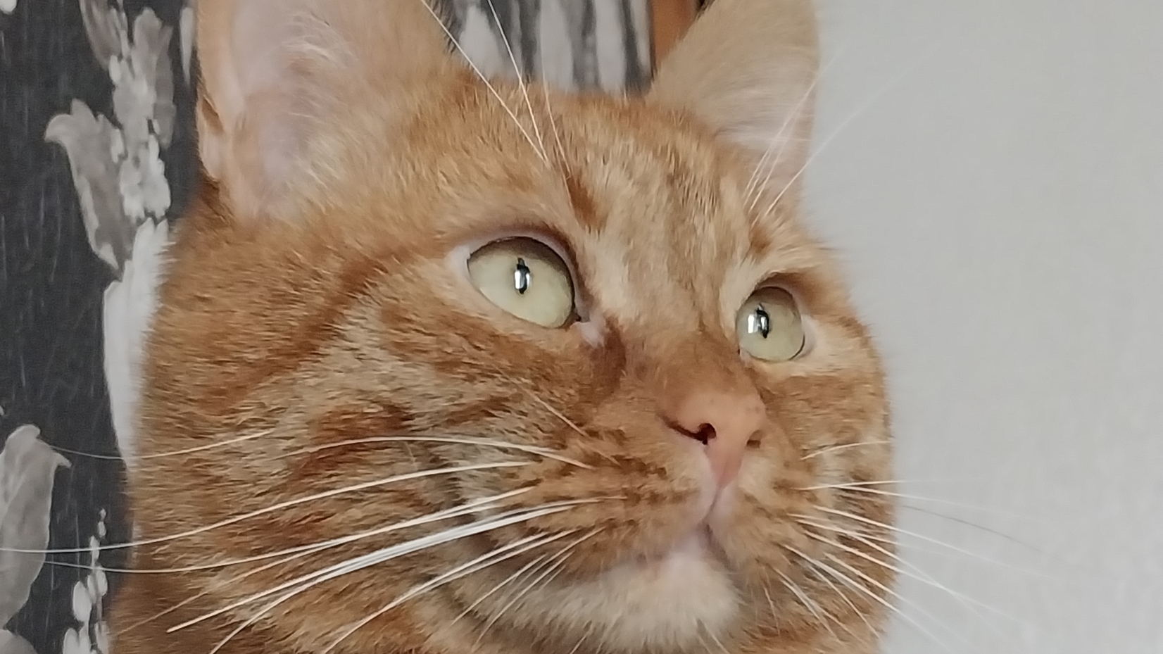 Почему я никогда не забуду своего кота Барсика  в описании