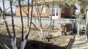 Посадила Хосту🌸//занималась пересадкой своих цветов//приготовили парник//юдЭ