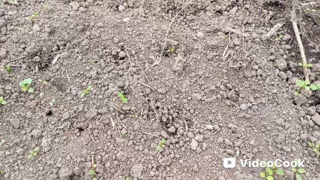 Высадила томаты в теплицу ?! Прогулка по клумбам.