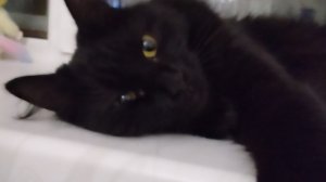 Что происходит после стрима с Пиксей...