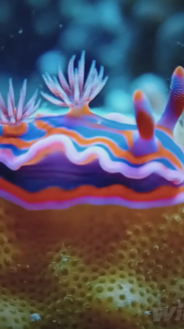 Морские глубины и их обитатели😮#Shorts