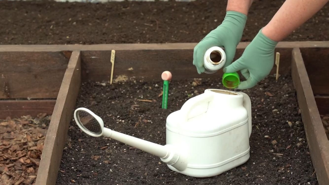 Обеззараживаем почву на грядках. Дачные сезоны