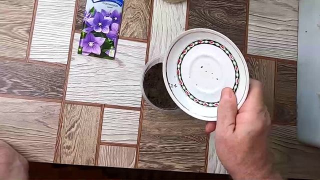 Посев многолетнего цветка платикодона