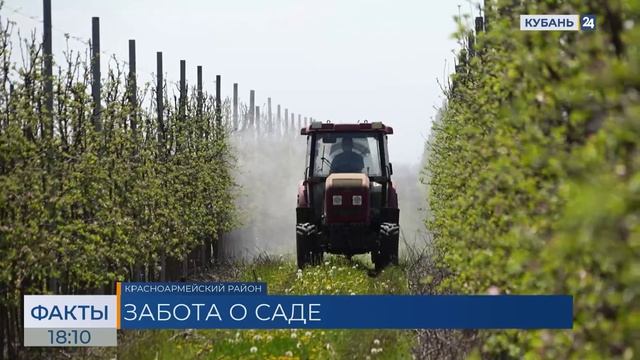 Урожайность фруктов выросла почти вдвое за 10 лет в Краснодарском крае