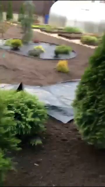 Укладка рулонного газона под ключ | GAZON GROUP | Москва и область