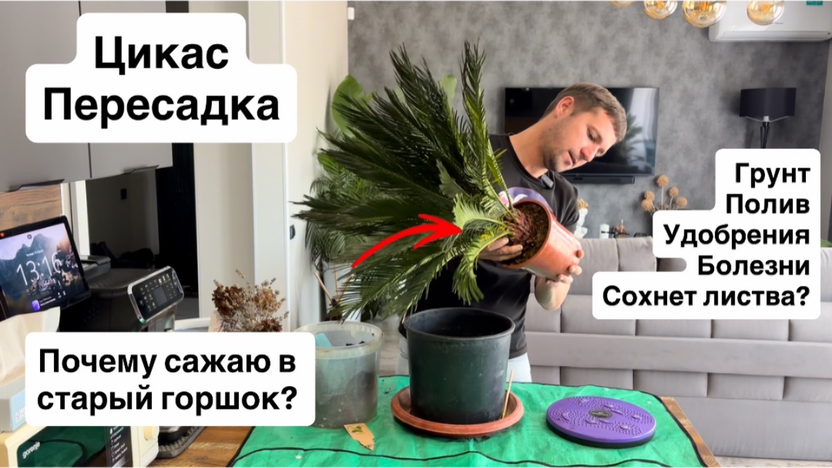 Цикас- пересадка в горшок и кашпо для украшения зоны бассейна. Уход-полив,удобрения,болезни