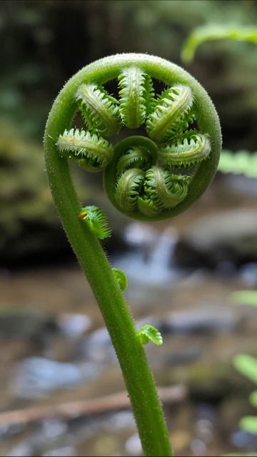 Удивительные формы папоротника папоротник природа растения