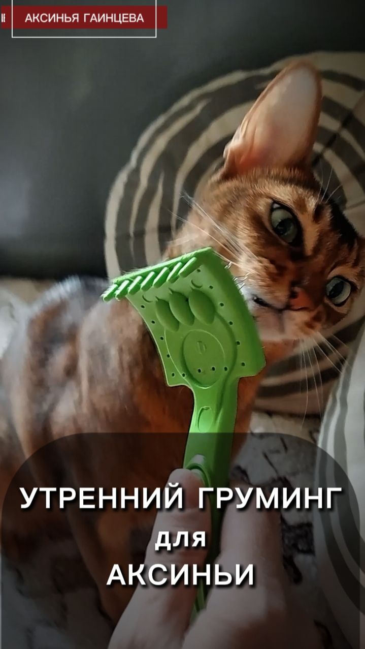 Утренний легкий груминг для моих кошечек
Мама говорила Софи не любит причесываться у нас их чешет