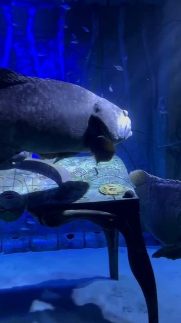 Большие рыбы в аквариуме в отеле Атлантис в Дубае