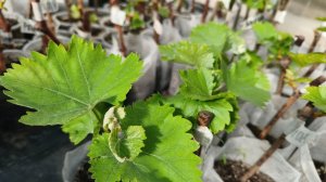 Саженцы винограда.