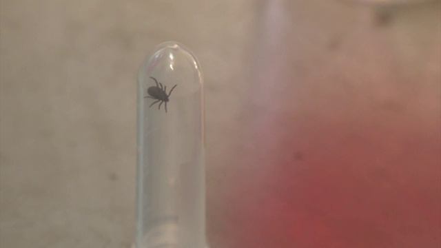 Количество укушенных клещами в Воронежской области стремительно растёт!