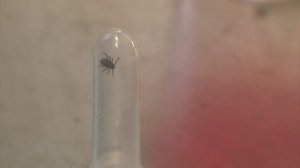 Количество укушенных клещами в Воронежской области стремительно растёт!