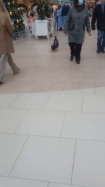 Летающая Собака в Моремолл Сочи shorts