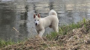 С щенком на реке