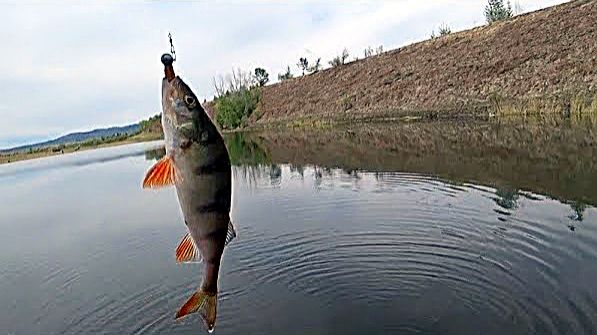 Рыбалка на окуня на джиг с берега.