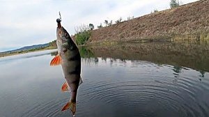 Рыбалка на окуня на джиг с берега.