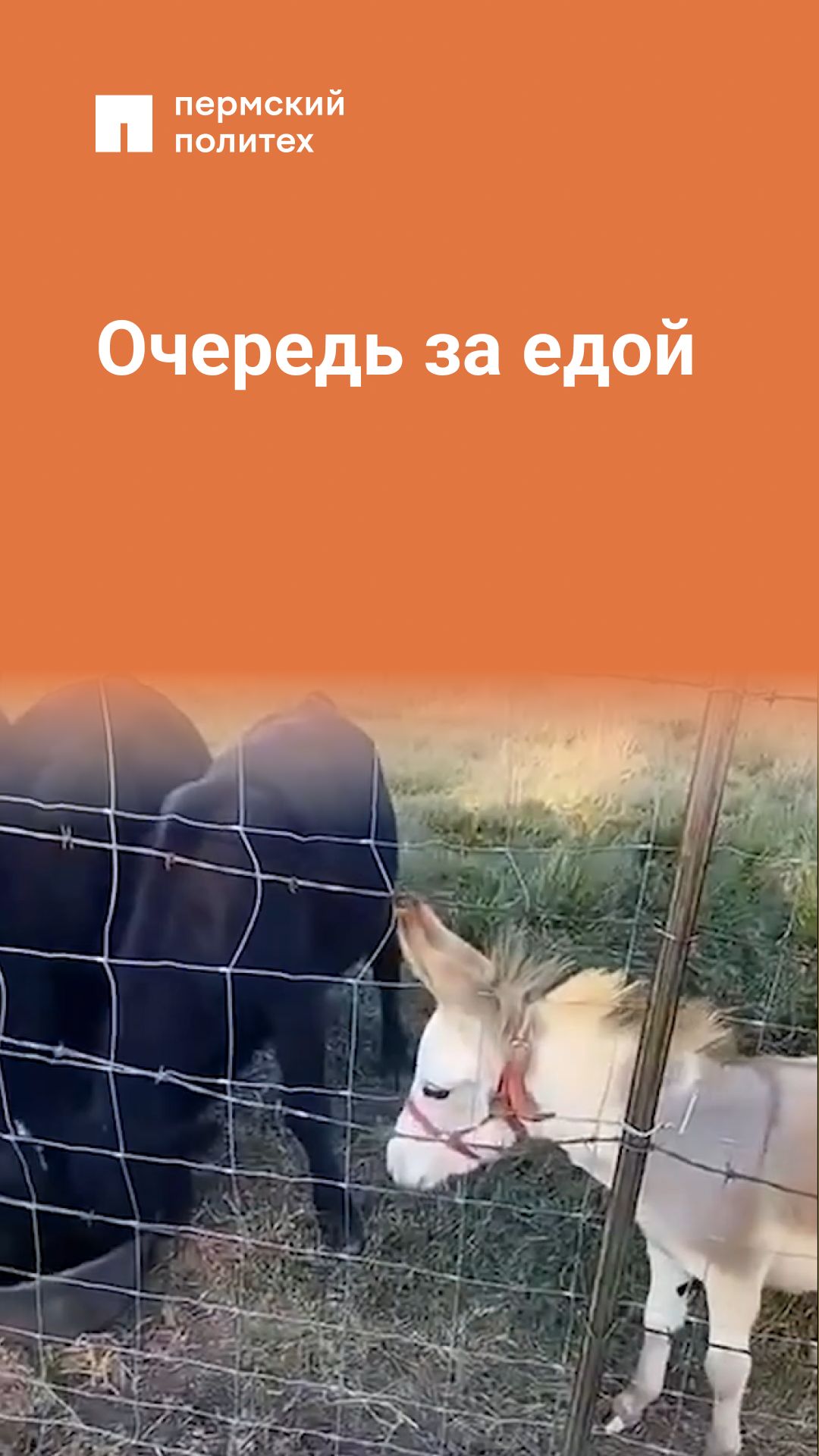 Кто первый того и булка