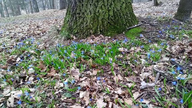 Подснежники