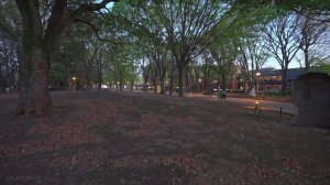 Токио Япония 2026 Прогулка от Ниппори до Уэно в пик сезона цветения сакуры